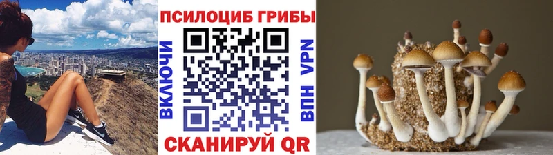 Псилоцибиновые грибы Cubensis  Белозерск 